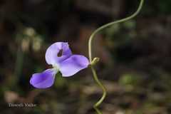 Sphenostylis bracteata